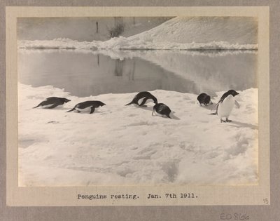 Sechs Adelie-Pinguine ruhen auf dem Eis von Herbert Ponting