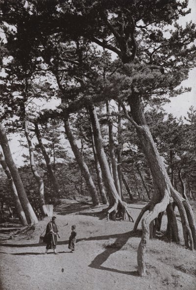 Die Kiefern von Shizu-ura von Herbert Ponting