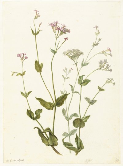 Blasenstrauch und Klebrige Lichtnelke von Herman Saftleven