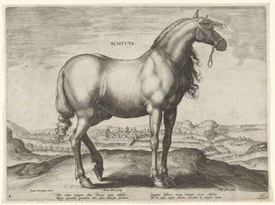 Pferd aus Griechenland (Achivus)
Pferderassen aus den königlichen Ställen von Don Juan von Österreich (Serientitel) von Hieronymus Wierix
