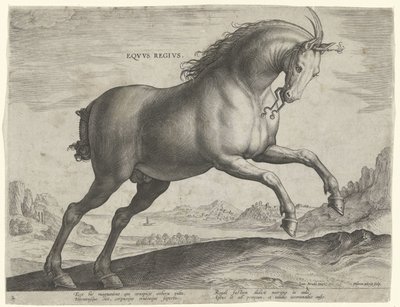 Pferd der Rasse Equus Regius (der Königliche) von Hieronymus Wierix