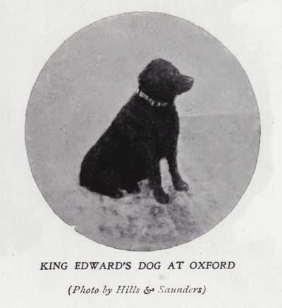 Der Hund von König Edward VII. an der Universität Oxford von Hills and Saunders