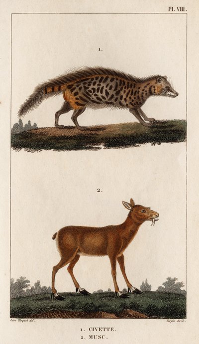 Zibet und Moschus. „Fauna der Ärzte oder Geschichte der Tiere und ihrer Produkte von Hippolyte Cloquet“ - Band 6 - 1825 von Hippolyte Cloquet