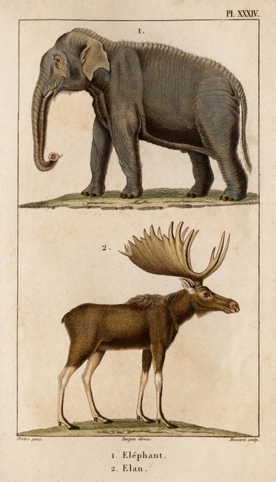 Elefant und Elan. aus „Fauna der Ärzte oder Geschichte der Tiere und ihrer Produkte von Hippolyte Cloquet“ - Band 6 - 1825 von Hippolyte Cloquet