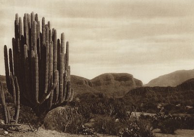 Mexiko: Cuicatian, "Cereus candelabrum" von Hugo Brehme