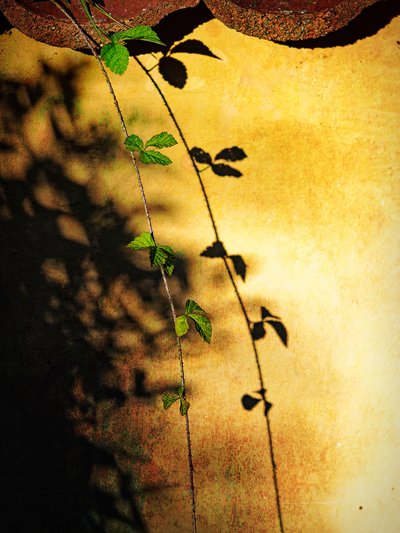 Goldene Wand Reben Schatten von Ida Publishing