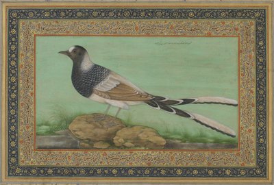 Ein gefleckter Forktail von Indian School