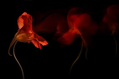 Lebendiger Blumenfluss von Inna Karpova