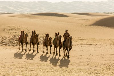 Karawane von Baktrischen Kamelen in der südlichen Gobi-Wüste, Mongolei von Ira Block