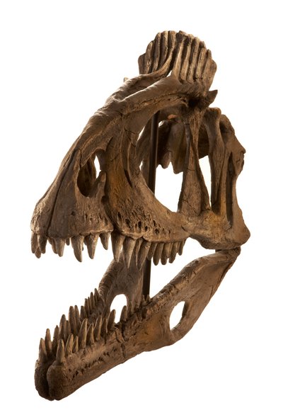 Cryolophosaurus-Abguss am Augustana College, Rock Island, Illinois von Ira Block