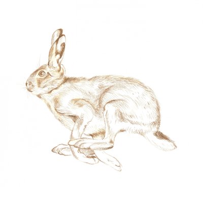 Laufender wilder Hase von Isabelle Brent