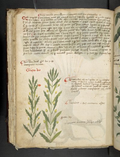 Ein Kräuterbuch, Belluno von Italian School
