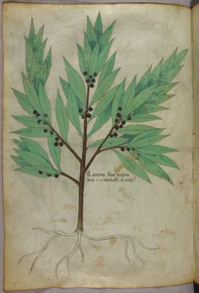 Botanische Illustration, ca. 1440 von Italian School