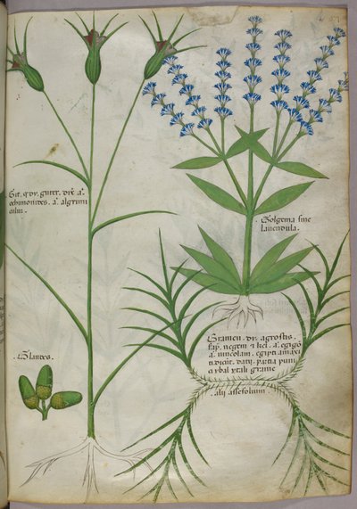 Botanische Illustration, um 1440 von Italian School