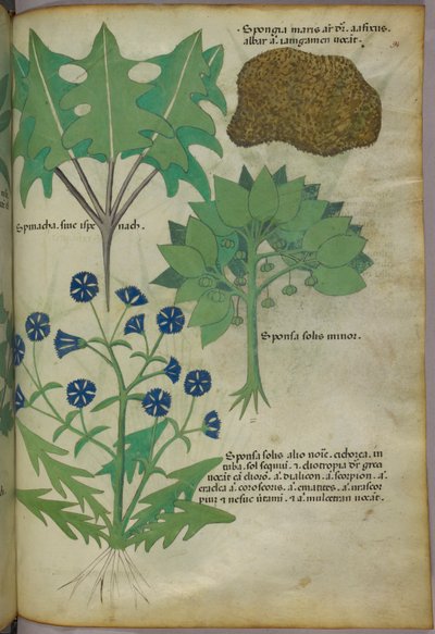 Botanische Illustration von Pflanzen, einschließlich eines Schwamms, ca. 1440 von Italian School