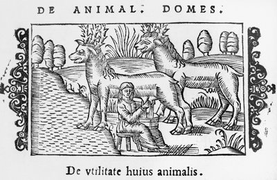 Rentiere melken, Illustration aus Historia de Gentibus Septentrionalibus von Olaus Magnus (1490-1558), veröffentlicht in Rom, 1555 von Italian School