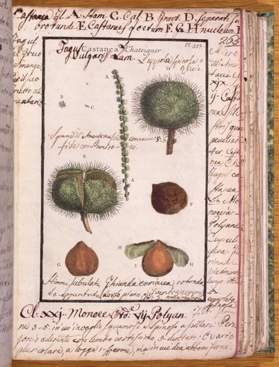 Ms 115 Kastanie, aus Dizionario di Botanica von Italian School