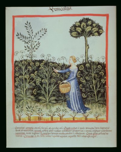 Nova 2644 f.41v Fenchel ernten, Tacuinum Sanitatis Codex Vindobonensis von Italian School