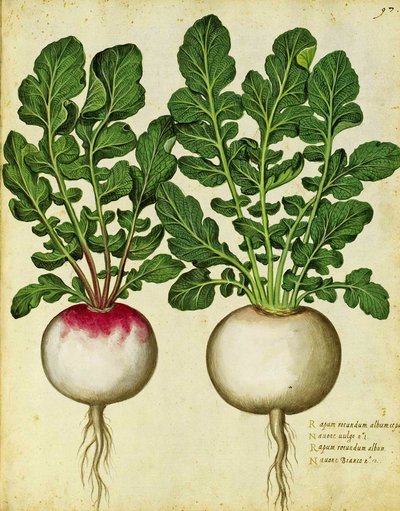 Rübe von Ulisse Aldrovandi von Italian School