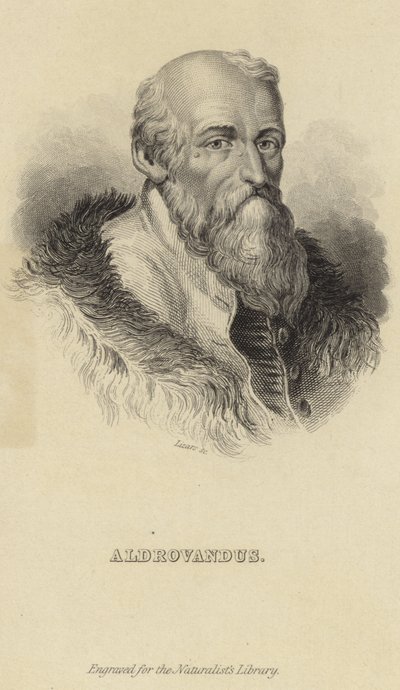 Ulisse Aldrovandi von Italian School