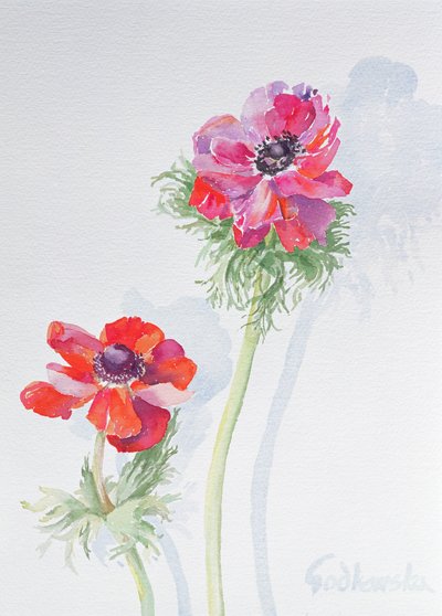 Anemone, 1998 von Izabella Godlewska de Aranda