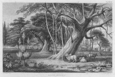 Banyan, Baobab usw. von J. (after) Stewart