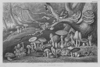 Pilze von J. (after) Stewart