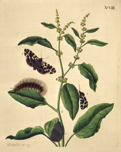 Schmetterlinge, Raupen und Pflanzen: Tafel VIII von J. Dutfield von J. Dutfield