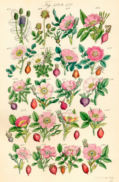 Seite mit Farbabbildungen aus British Wild Flowers nach einem Werk von J. E. Sowerby und C. P. Johnson von J. E. and Johnson C. P.  Sowerby
