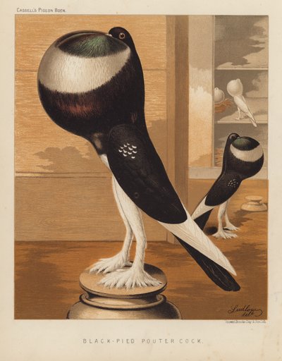 Tauben: Schwarz-gescheckter Pouter-Hahn von J. W. (after) Ludlow