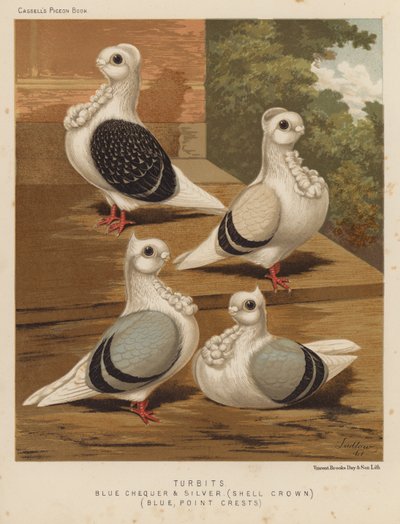 Tauben: Turbits, Blau Gescheckt und Silber, Schalenkrone, Blau, Punktkämme von J. W. (after) Ludlow