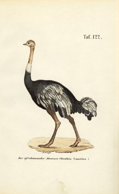 Afrikanischer Strauß von J. W. Tenhaeff