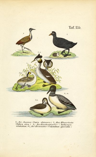 Wasservögel mit Jacana, Blässhuhn, Haubentaucher und Eistaucher von J. W. Tenhaeff