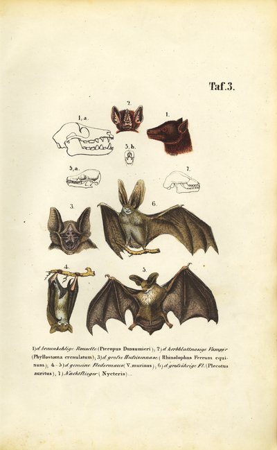 Fledermausarten und ihre Anatomie von J. W. Tenhaeff