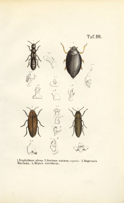 Käferanatomie von J. W. Tenhaeff