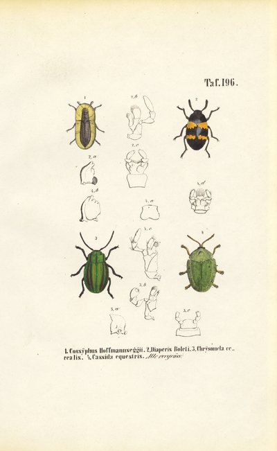 Käferarten mit morphologischen Detailansichten von J. W. Tenhaeff