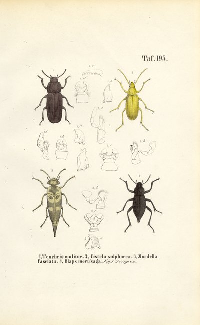 Käfer der Schwarzkäferfamilie von J. W. Tenhaeff