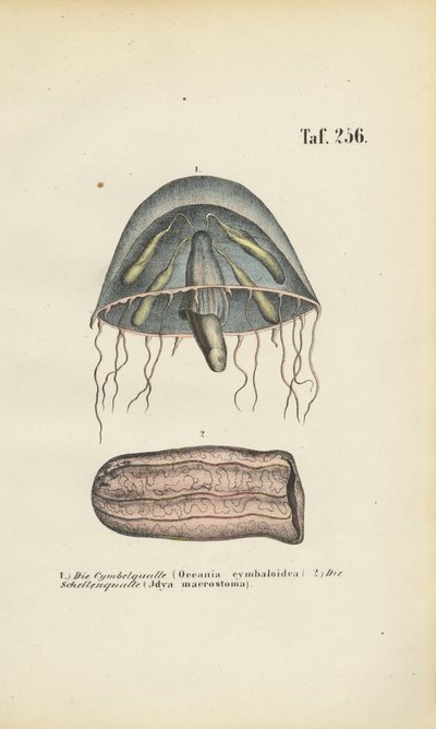 Ohrenqualle und Fassqualle von J. W. Tenhaeff