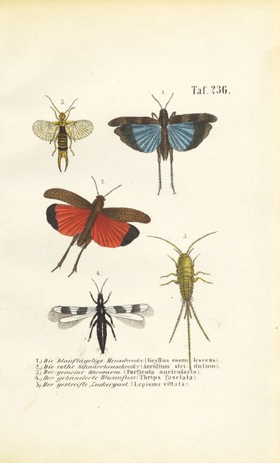 Blauflügelige Heuschrecke, Rotflügelige Heuschrecke und andere Insekten von J. W. Tenhaeff