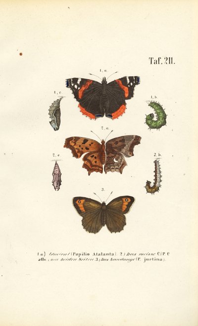 Schmetterlinge und ihre Entwicklungsstadien von J. W. Tenhaeff