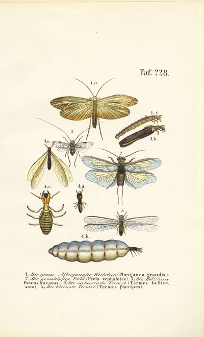 Köcherfliegen, Steinfliegen und Termiten mit Entwicklungsstadien von J. W. Tenhaeff