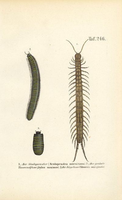 Tausendfüßler, Doppelfüßer und Kellerasseln von J. W. Tenhaeff