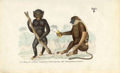 Schimpanse und Nasenaffe von J. W. Tenhaeff