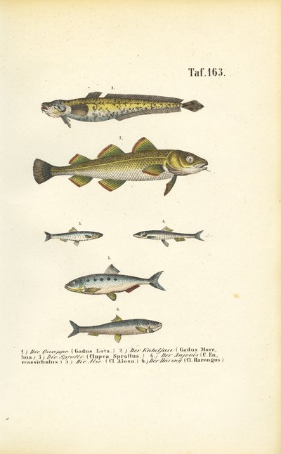 Wirtschaftsfische aus der Kabeljau- und Heringsfamilie von J. W. Tenhaeff