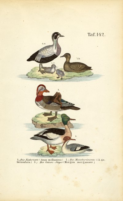 Eiderente, Mandarinente und Gänsesäger von J. W. Tenhaeff