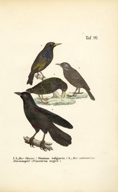Star und Einsamer Schwarzer Kacique von J. W. Tenhaeff