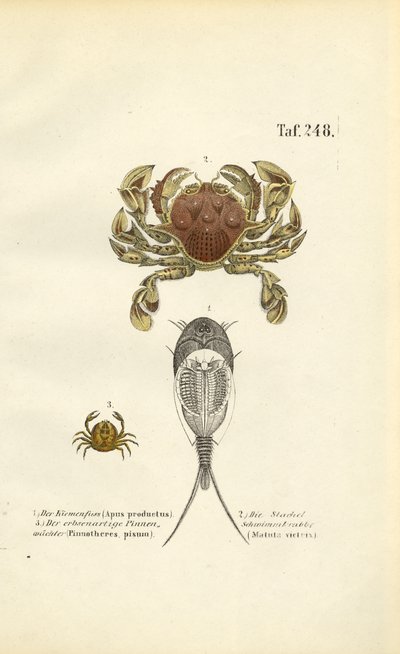 Krebstiere und Rückenschwimmer von J. W. Tenhaeff