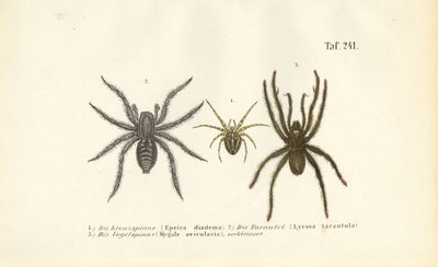Gefährliche Spinnenarten von J. W. Tenhaeff