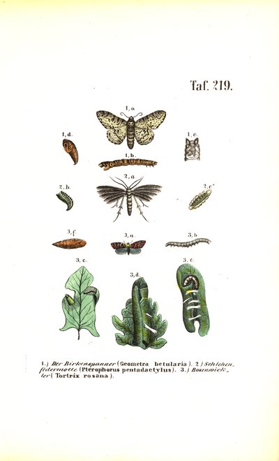 Entwicklungszyklus von Schmetterlingen mit schädlichen Auswirkungen von J. W. Tenhaeff