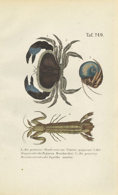 Verschiedene Meereskrustentierarten von J. W. Tenhaeff